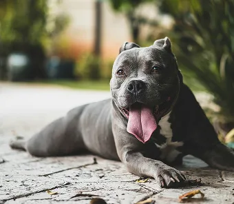Company dog in outdoor setting